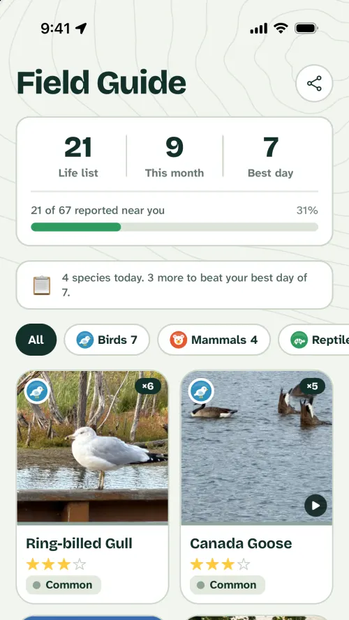 The Field Guide: 21 species found, with the best photo of each, such as a ring-billed gull and Canada geese