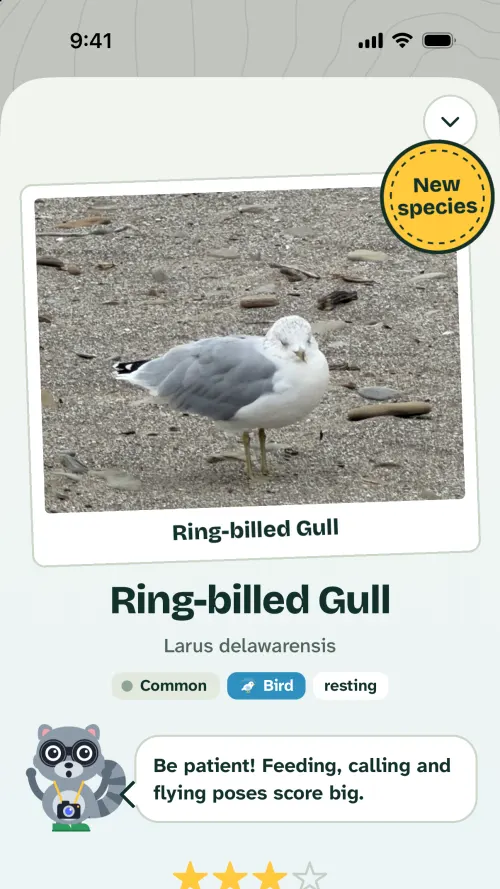 A snap result: a photo of a ring-billed gull with a New species stamp, its name, and Walker with a photo tip